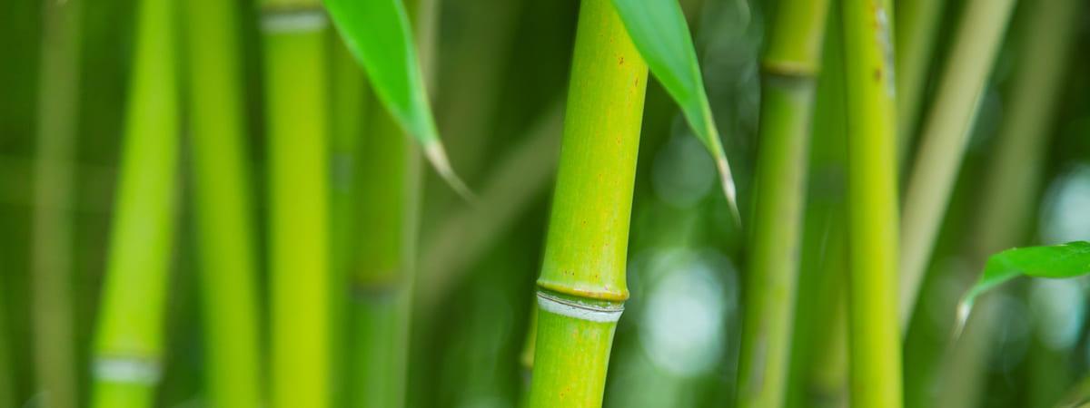 Use of Bamboo in Architecture Use of Bamboo in Architecture