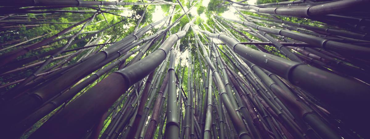 Advantages of Bamboo for Architecture Advantages of Bamboo for Architecture