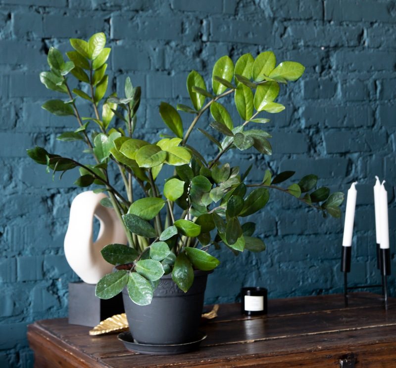 Decorar con plantas para crear contraste con paredes oscuras